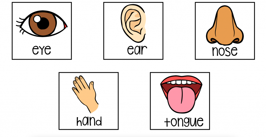 5 Senses Activities Active Littles