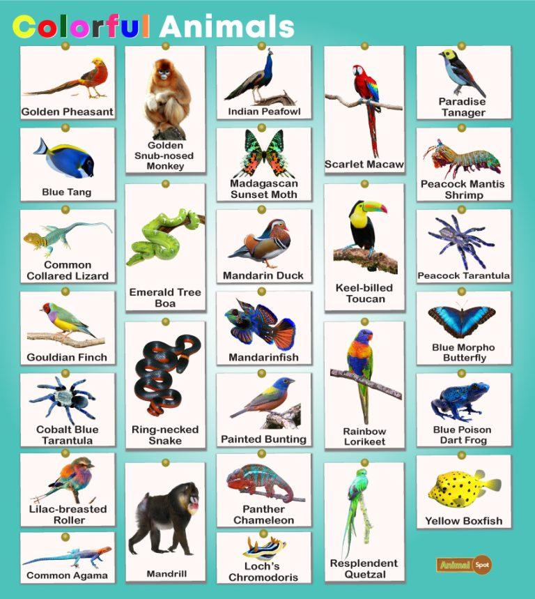 Colorful Animals Facts List Pictures And More