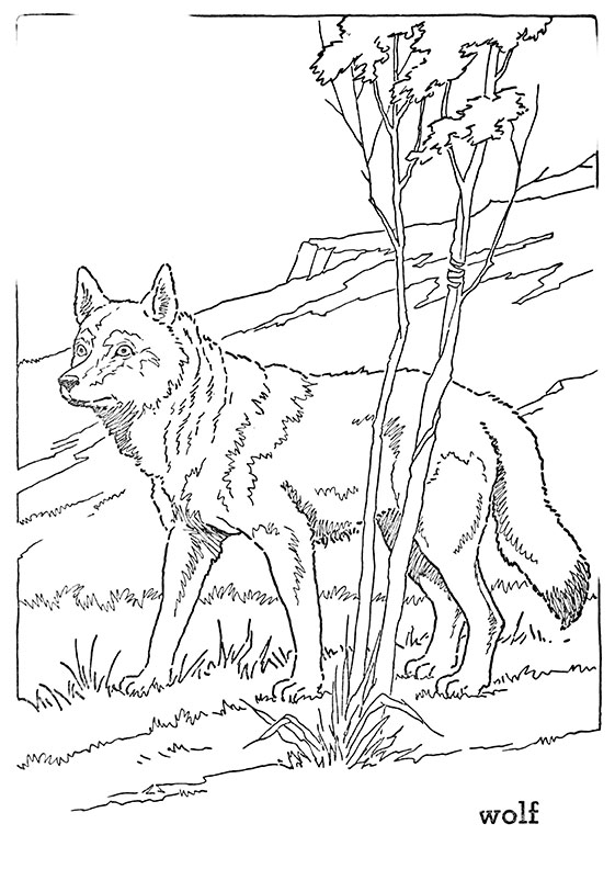 10 Forest Animal Coloring Pages The Graphics Fairy