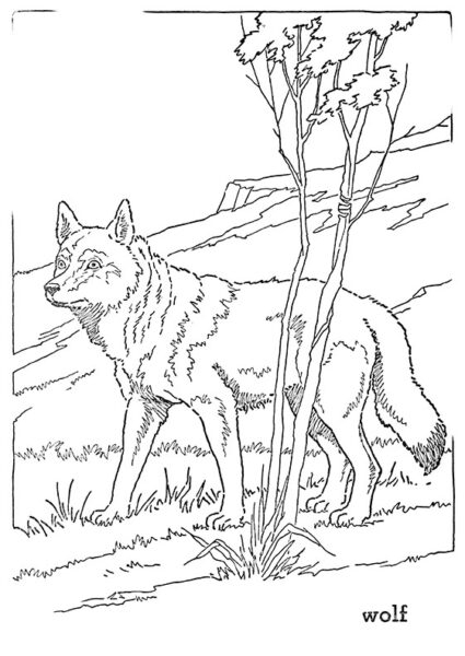 10 Forest Animal Coloring Pages The Graphics Fairy