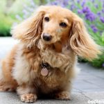 101 Best Cream Colored Dog Names Actually Good Oodle Life