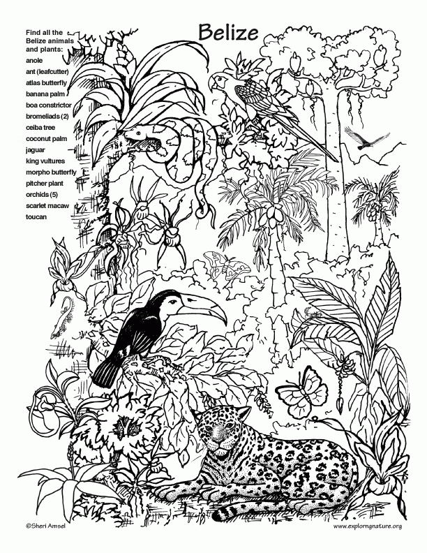 12 Pics Of Rainforest Coloring Pages For Kids Rainforest Animals 