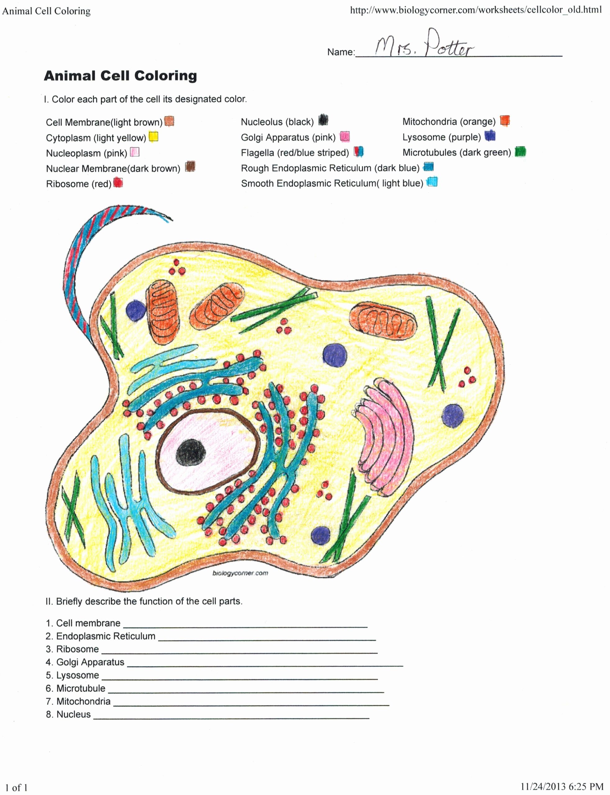 coloring the cell animal and plant