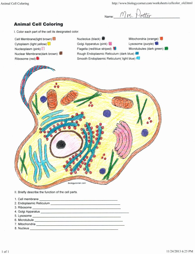 50 Plant Cell Coloring Worksheet Chessmuseum Template Library