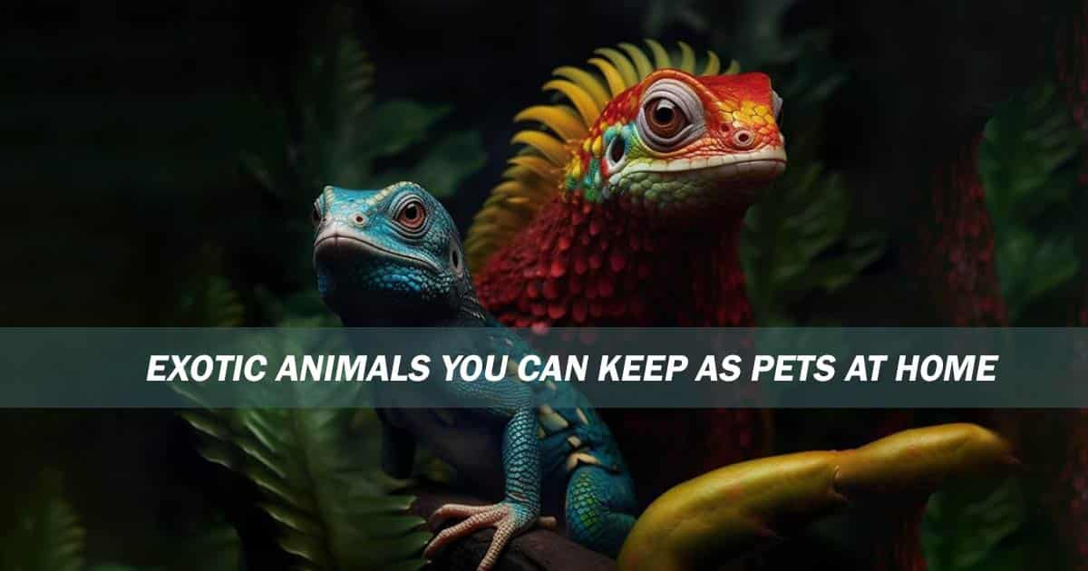 7 Exotic Animals You Can Keep As Pets At Home 369Rocks