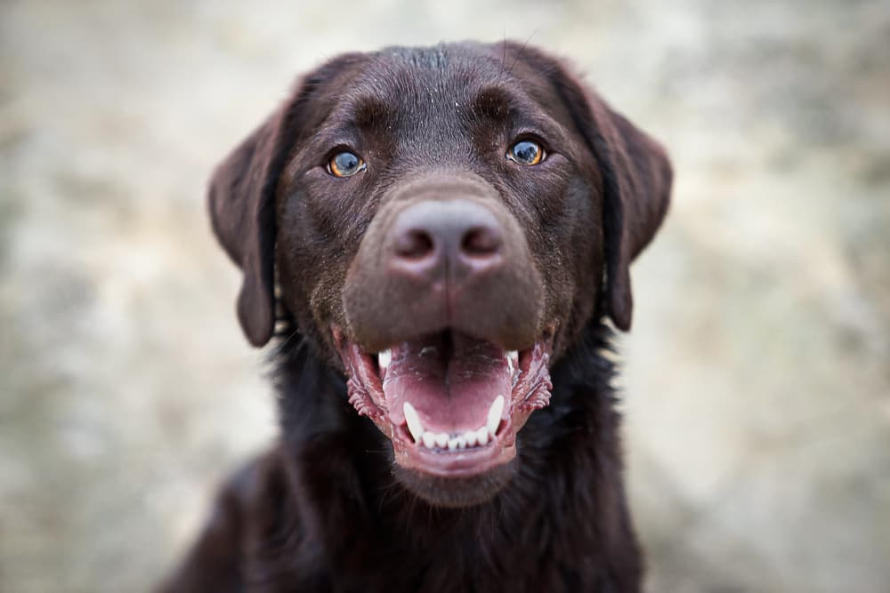 94 Brown Dog Names For Chocolate Colored Pups Great Pet Care