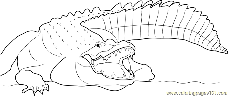 printable coloring crocodile