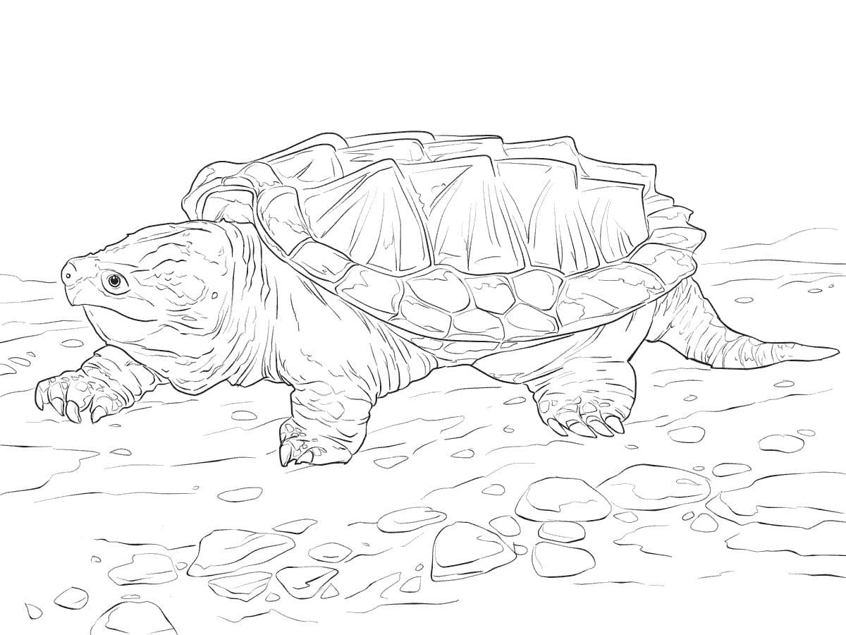 printable coloring turtle