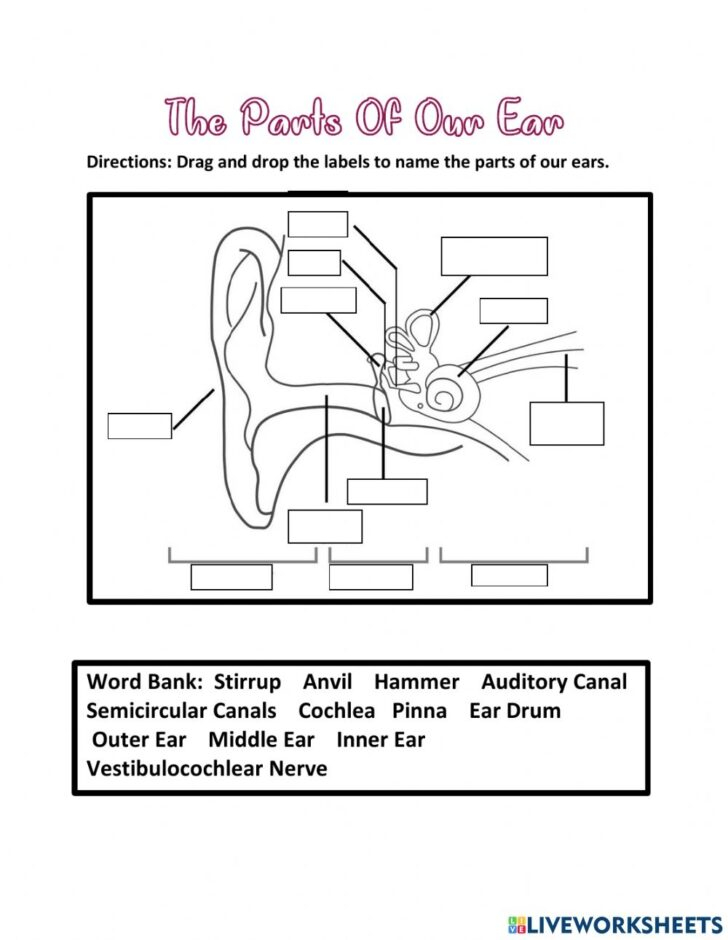 printable ear picture
