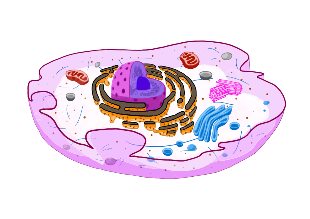 Animal Cell Animal Cell Animal Cell Cells Ipa PNG Transparent
