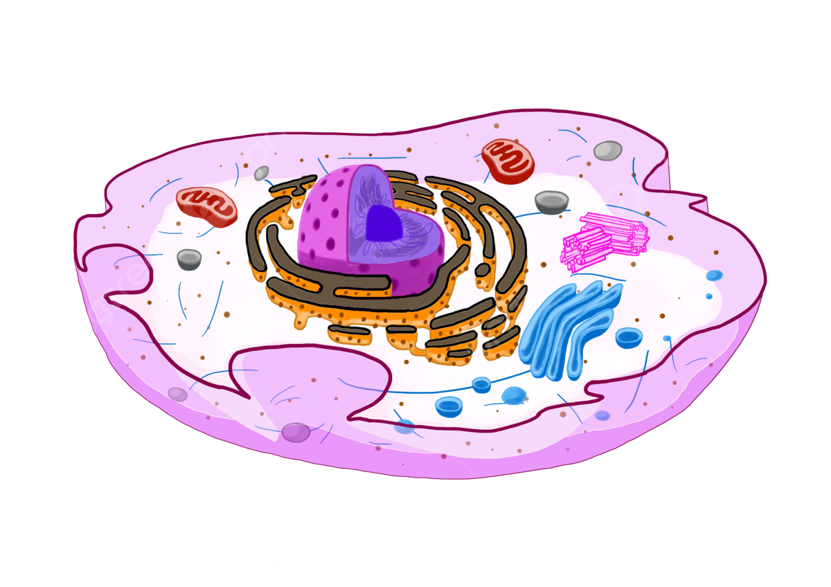 Animal Cell Animal Cell Animal Cell Cells Ipa PNG Transparent 