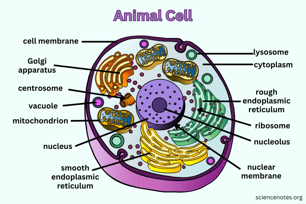 Animal Cell Biology Simple