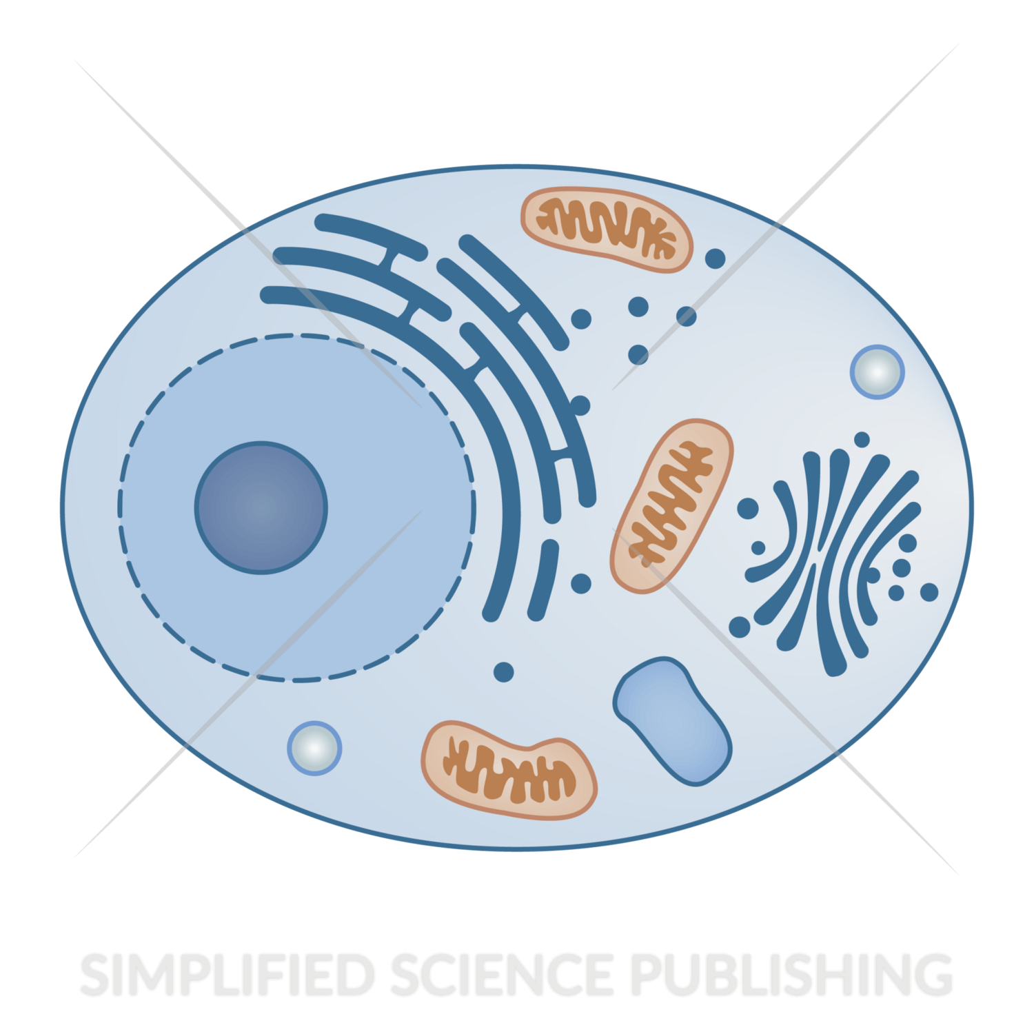 coloured animal cell