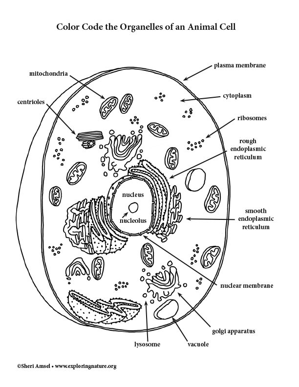 Animal Cell Color Code The Organelles