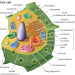 Animal Cell Cytoplasm Color