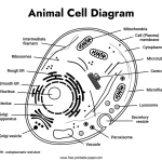 Animal Cell Diagram Free printable paper