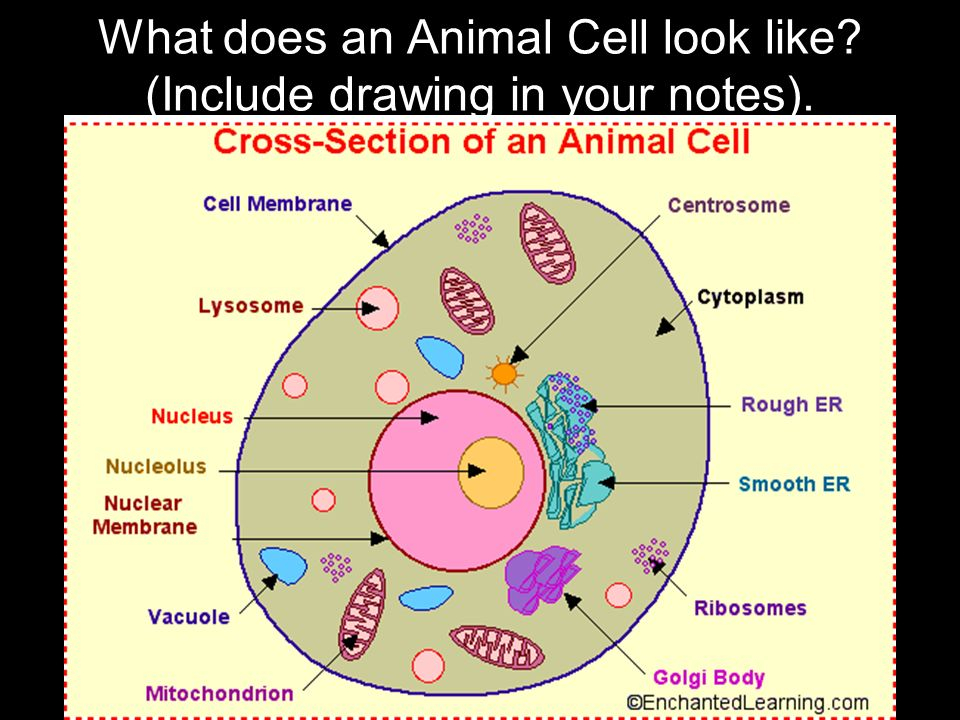 Animal Cell Drawing In Color Animal Cell Drawing Biol Vrogue co