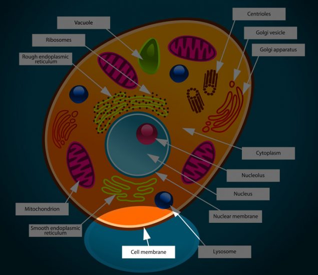 Animal Cell Membrane Interactive DiagramkidCourses