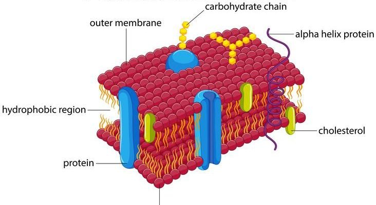 Animal Cell Membrane Plasma Membrane Structure Composition And 