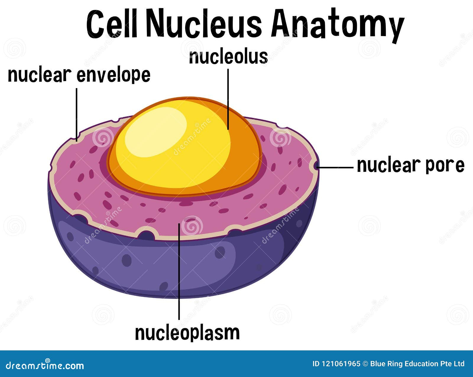 Animal Cell Nucleus Anatomy Stock Vector Illustration Of Structure Human 121061965