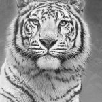 Animal Coloring Sheets Realistic