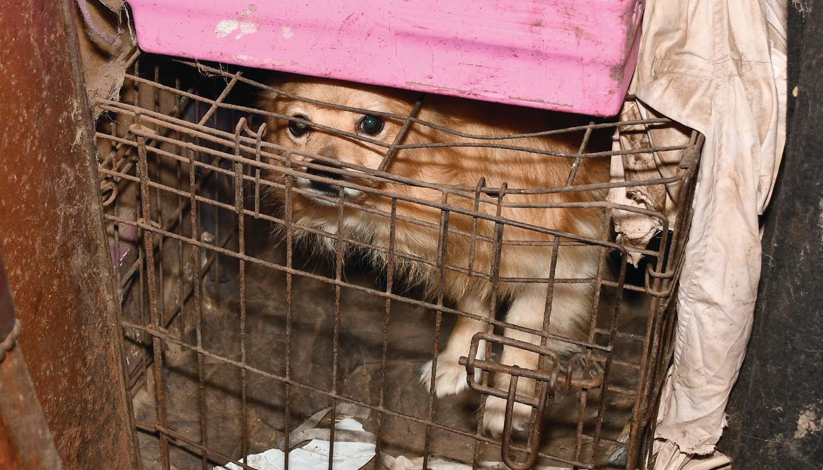 Animal Cruelty And Neglect DSPCA