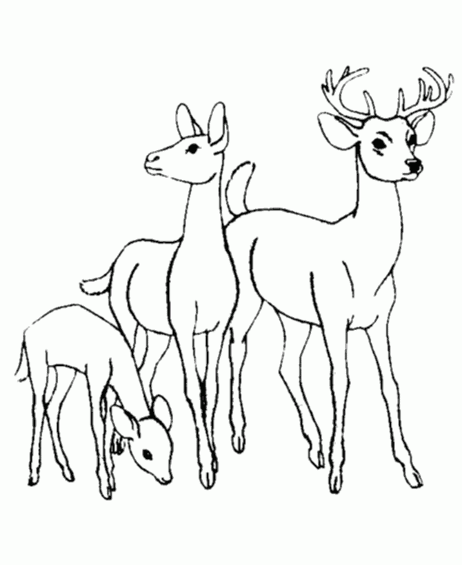 Animal Family Coloring Page Printable Animal Family Coloring Sheets