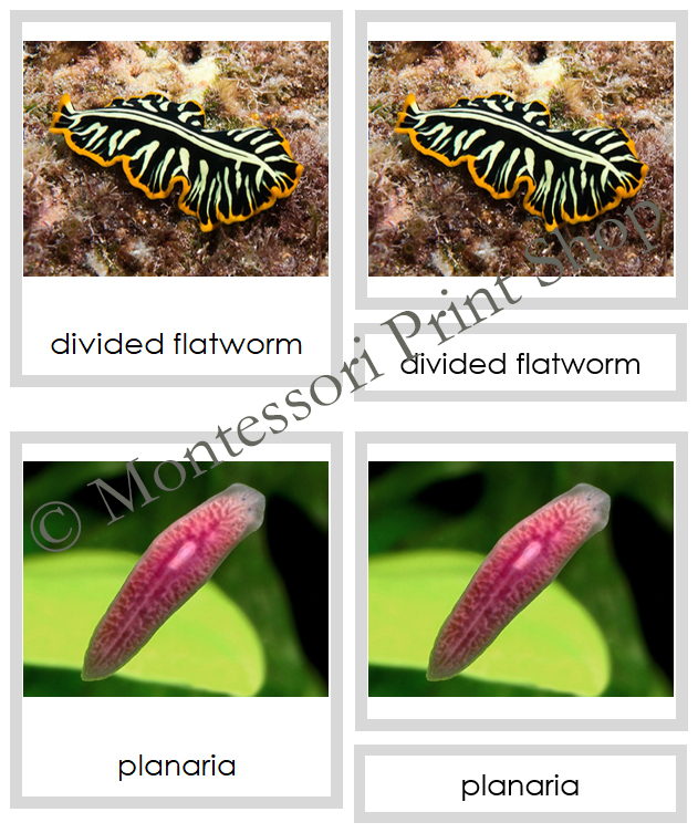 Animal Kingdom Bundle color coded Animal Classification 