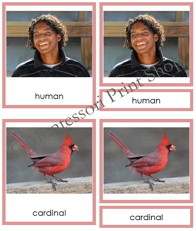 Animal Kingdom Bundle color coded Animal Classification 