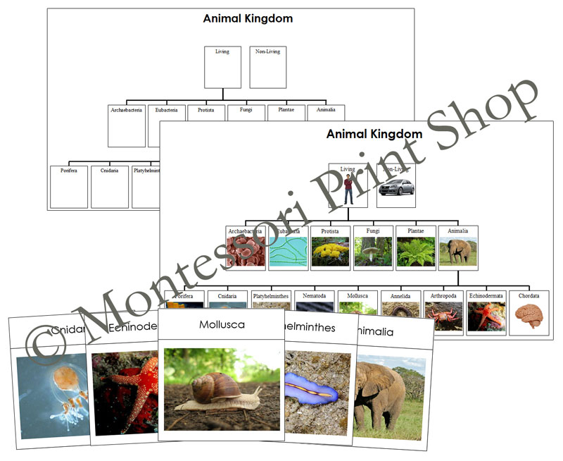 Animal Kingdom Bundle color coded Animal Classification 