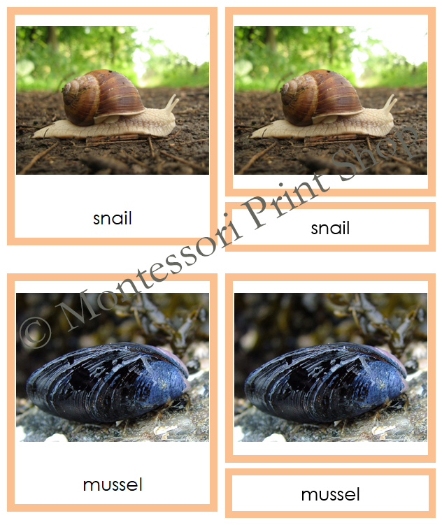 color coded animal cell