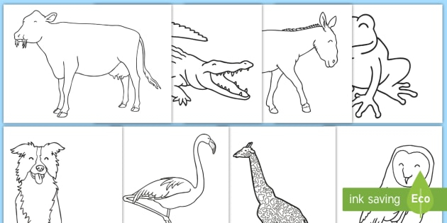 Animal Pictures To Colour In For Kids KS1 Colouring Sheets