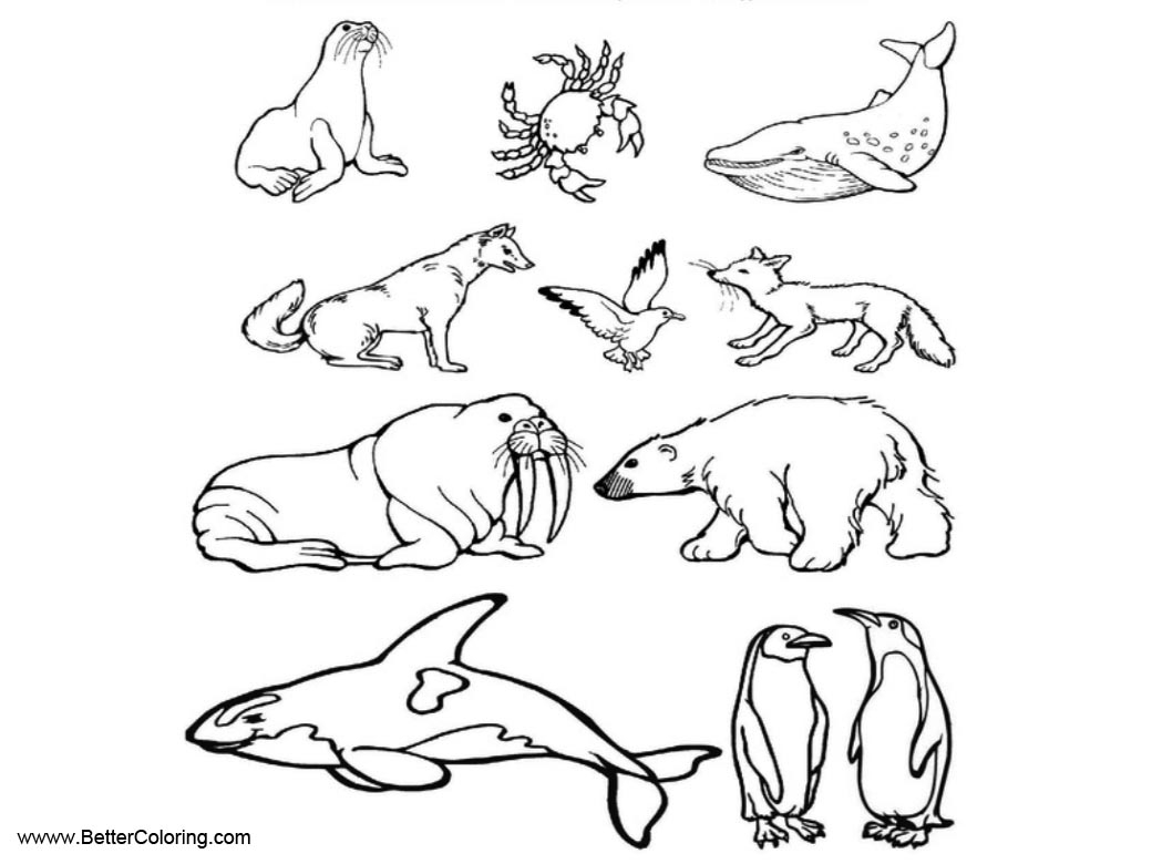 Arctic Tundra Animals Coloring Pages Free Printable Coloring Pages