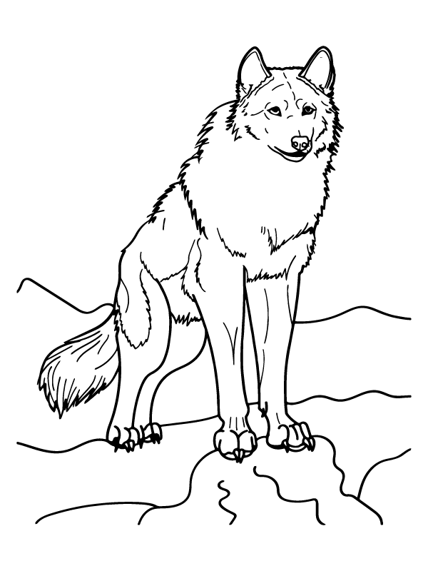 coloring arctic animals