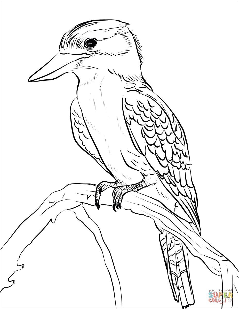 Australian Animal Colouring Pages Pdf