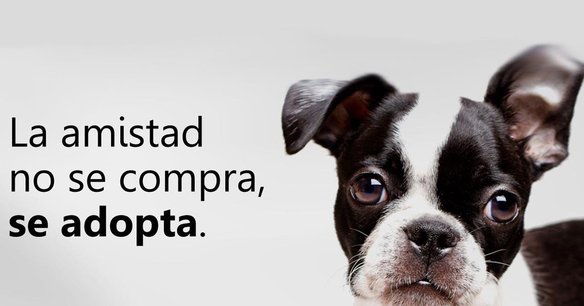 Awareness Campaign On Animal Abuse