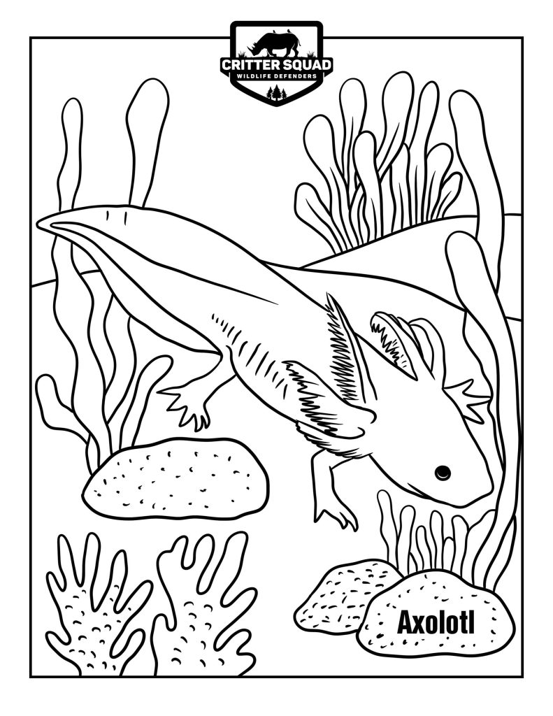 Axolotl Printable Coloring Pages Printable Axolotl Coloring Pages Are A 