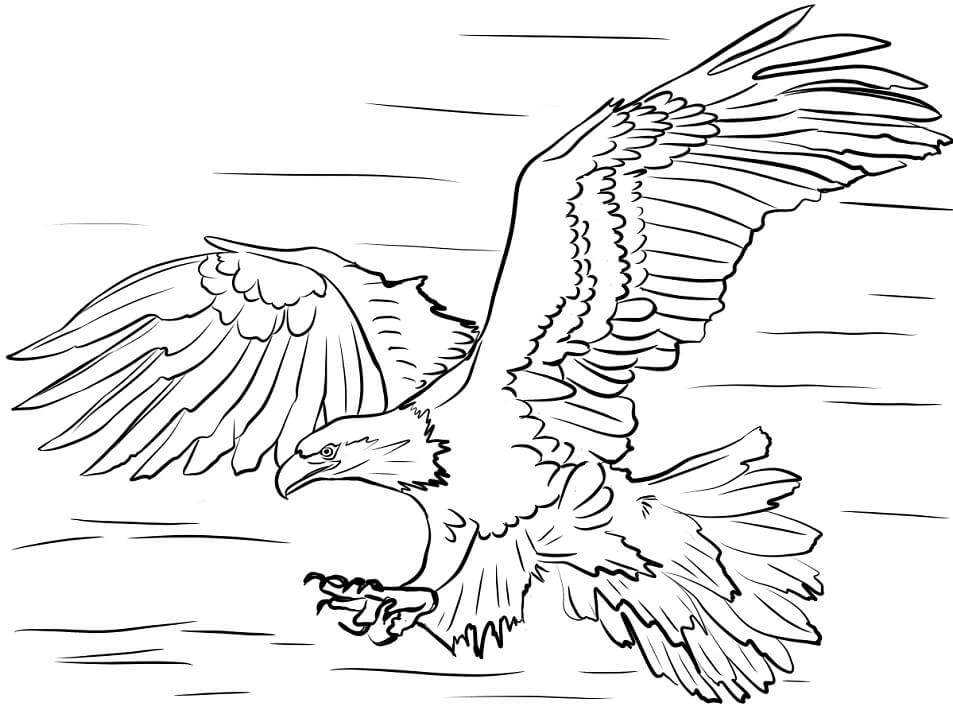 printable coloring pages eagle printable coloring pages eagle