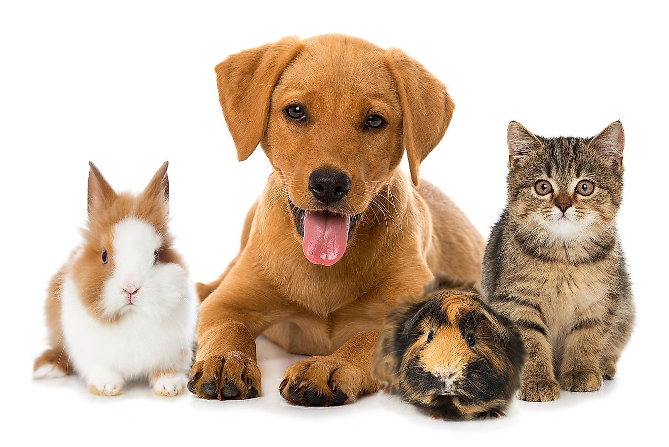 Best Animals To Keep At Home Which Are Low Maintenance CBVAR