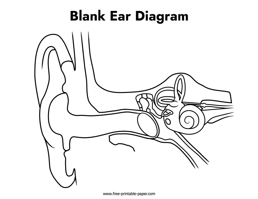 Blank Ear Diagram Free printable paper