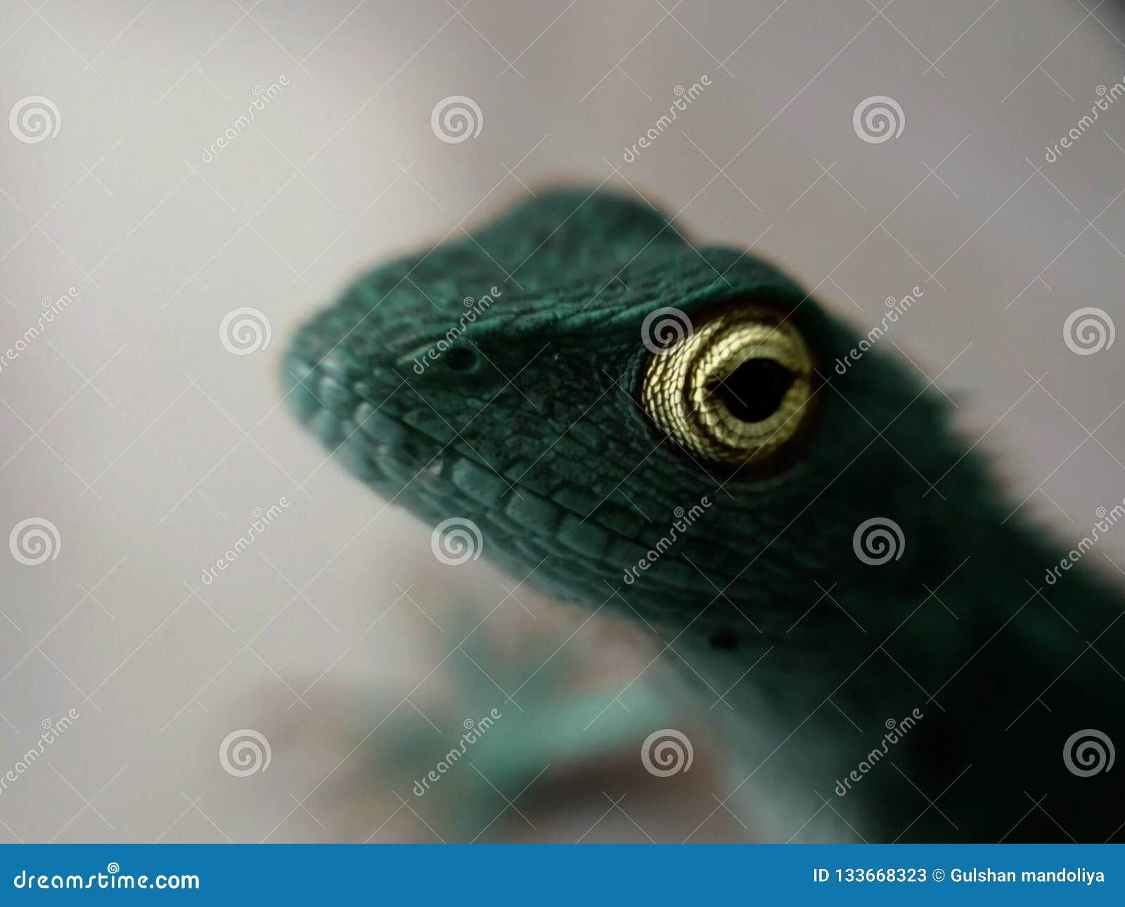 Blue Girgit Stock Image Image Of Yellow Girgit Blue 133668323