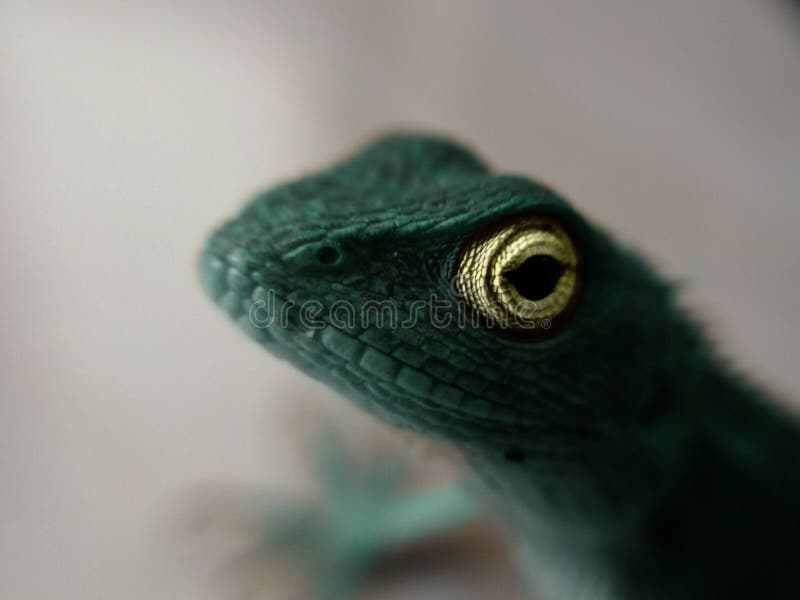 Blue Girgit Stock Image Image Of Yellow Girgit Blue 133668323