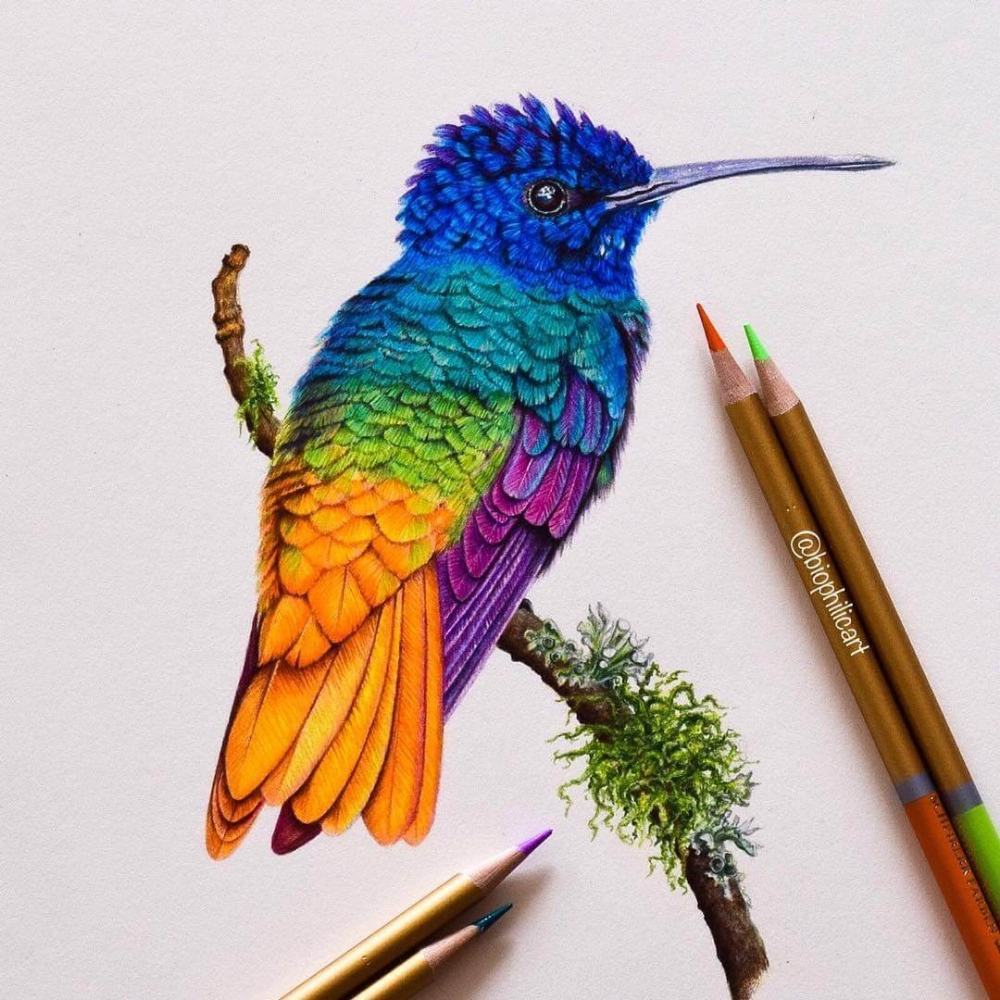colored pencil animal eye drawing