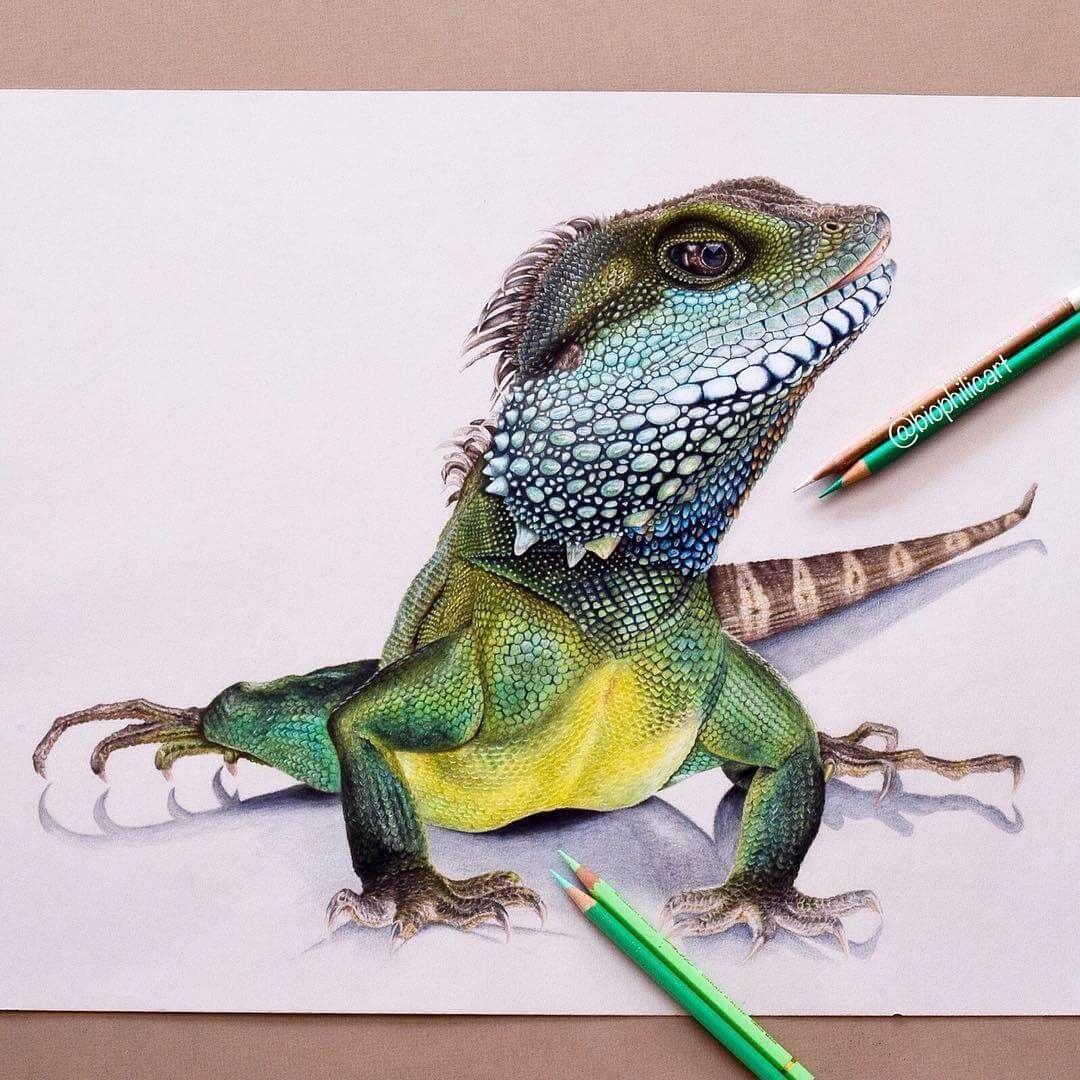 Brightly Colored Animal Pencil Drawings Pencil Drawings Of Animals 