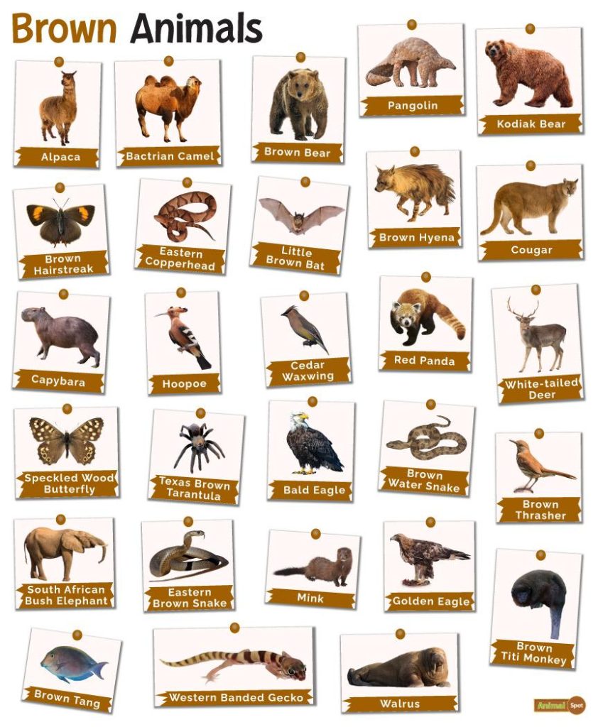 Brown Animals Facts List Pictures And More