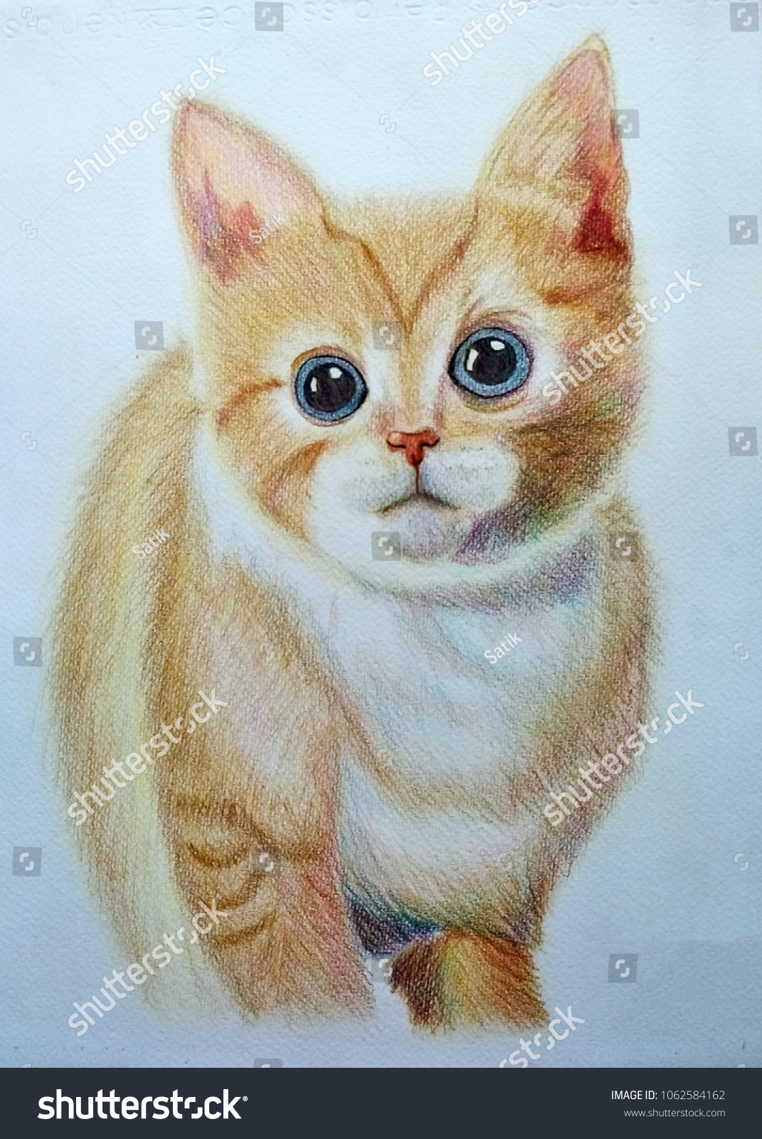 Cat Drawing Color