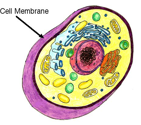 Cell Membrane