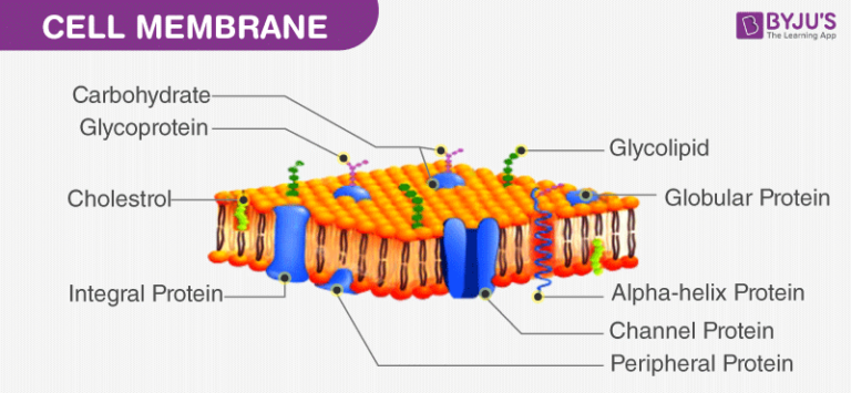 color of animal cell membrane