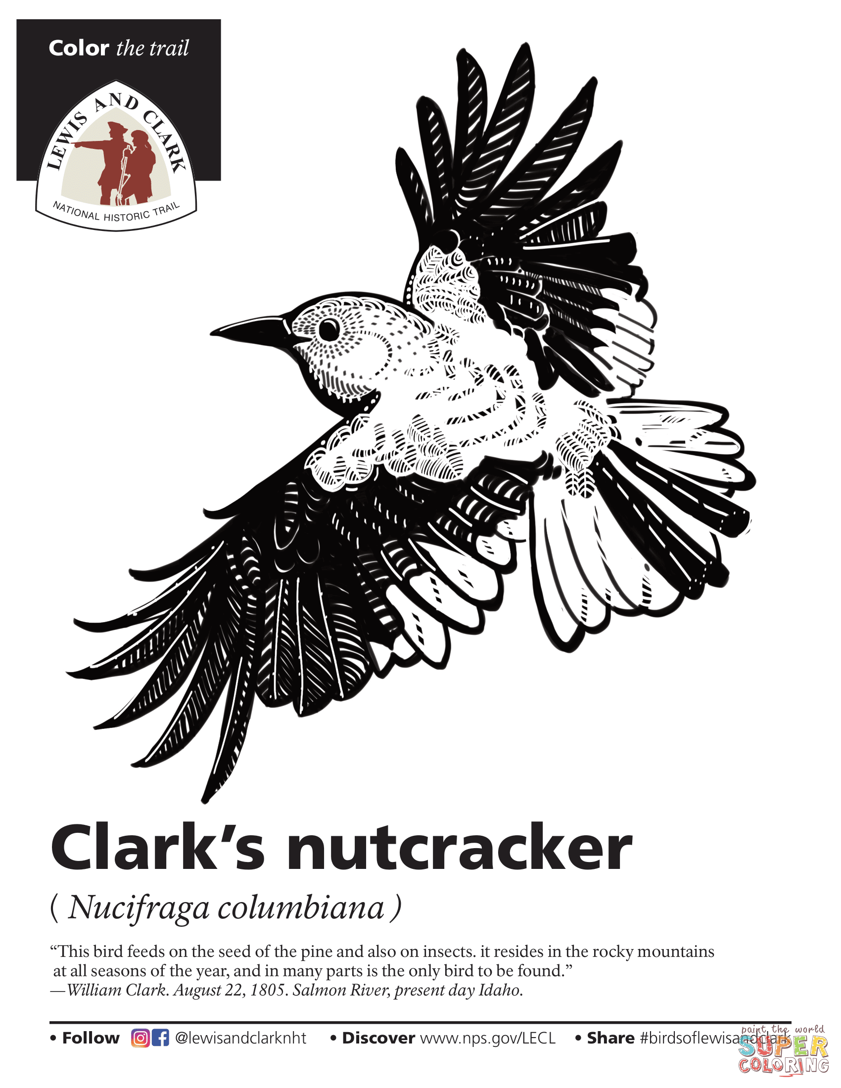 Clark 39 s Nutcracker Nucifraga Columbiana Coloring Page Free 