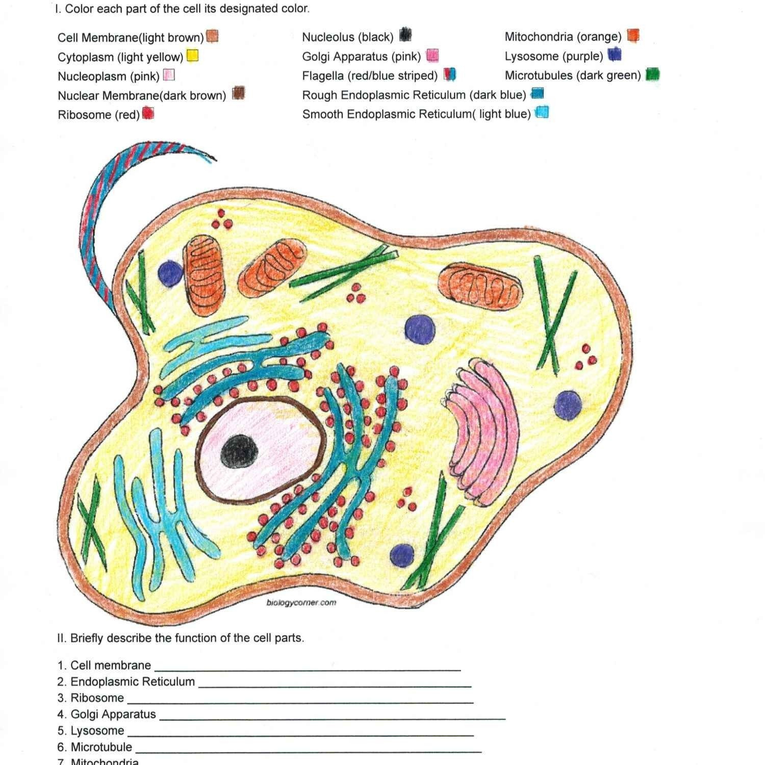 Color Animal Cell Worksheets